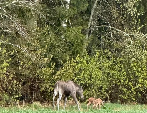 VIDEO: Põdralehm jäi kaamerasse koos vastsündinud vasikatega