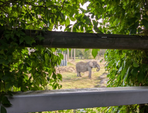 Fotokonkurss ZoFo 2025 võitjad