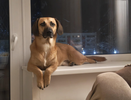 Jõuluks koju – Mürakas