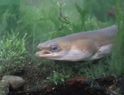 Loomus kutsub üles angerja kaitseks välja astuma