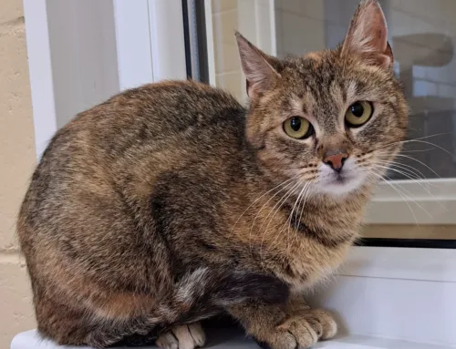 Nädala staar – Akira Pärnu varjupaigast