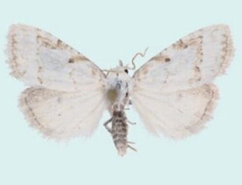 Eesti liblikauurijad avastasid uue liblikaliigi