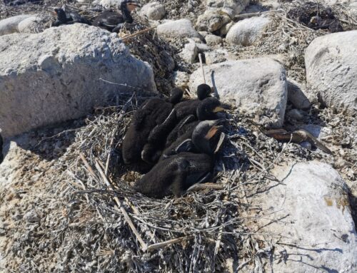 Eesti Ornitoloogiaühing vaidlustas edukalt kormorani munade õlitamise loa