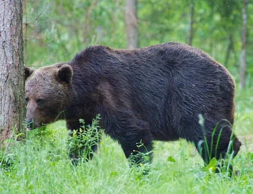 Karujaht pidi algama 1. augustist