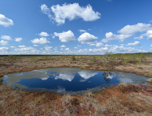 Kliimaministeerium alustab Eesti looduse taastamise kava koostamist