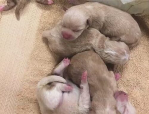 Illegaalne kutsikakaubandus on tõusuteel ja suurendab marutaudi leviku riski