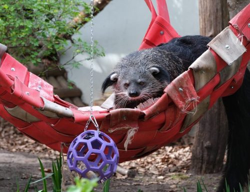 Omapärastel karukassidel binturongidel on oma päev!