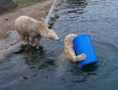 49.nädal – Mängulusti jätkub kauemaks