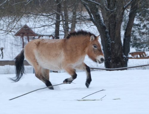 7. nädal – Ees ootavad vastlaliug ja tulihobune