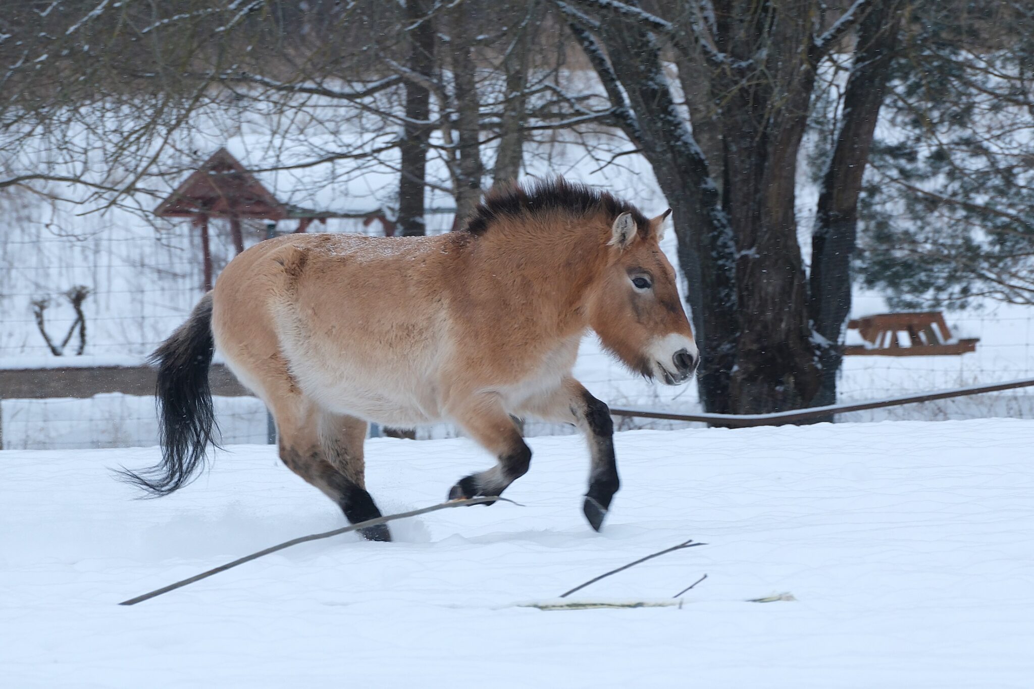 1_lumes-kappab-Przevalski-hobune-Niva_foto-Inari-Leiman-2048×1366