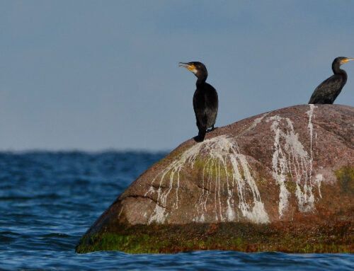 Eesti Ornitoloogiaühing on seisukohal, et kormoranide munade põhjendamatu õlitamine tuleb lõpetada