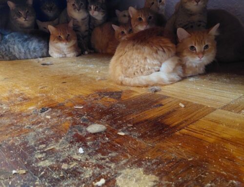 Pärnus võeti omanikult ära 28 kassi