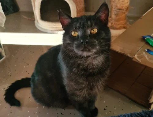 Nädala staar – Sirius Viljandi varjupaigast