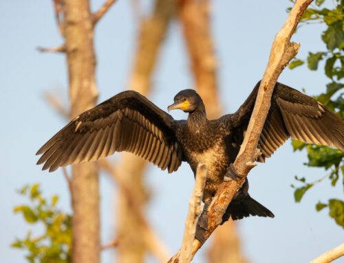 2025. aasta lind kormoran kompab mõistmise piire