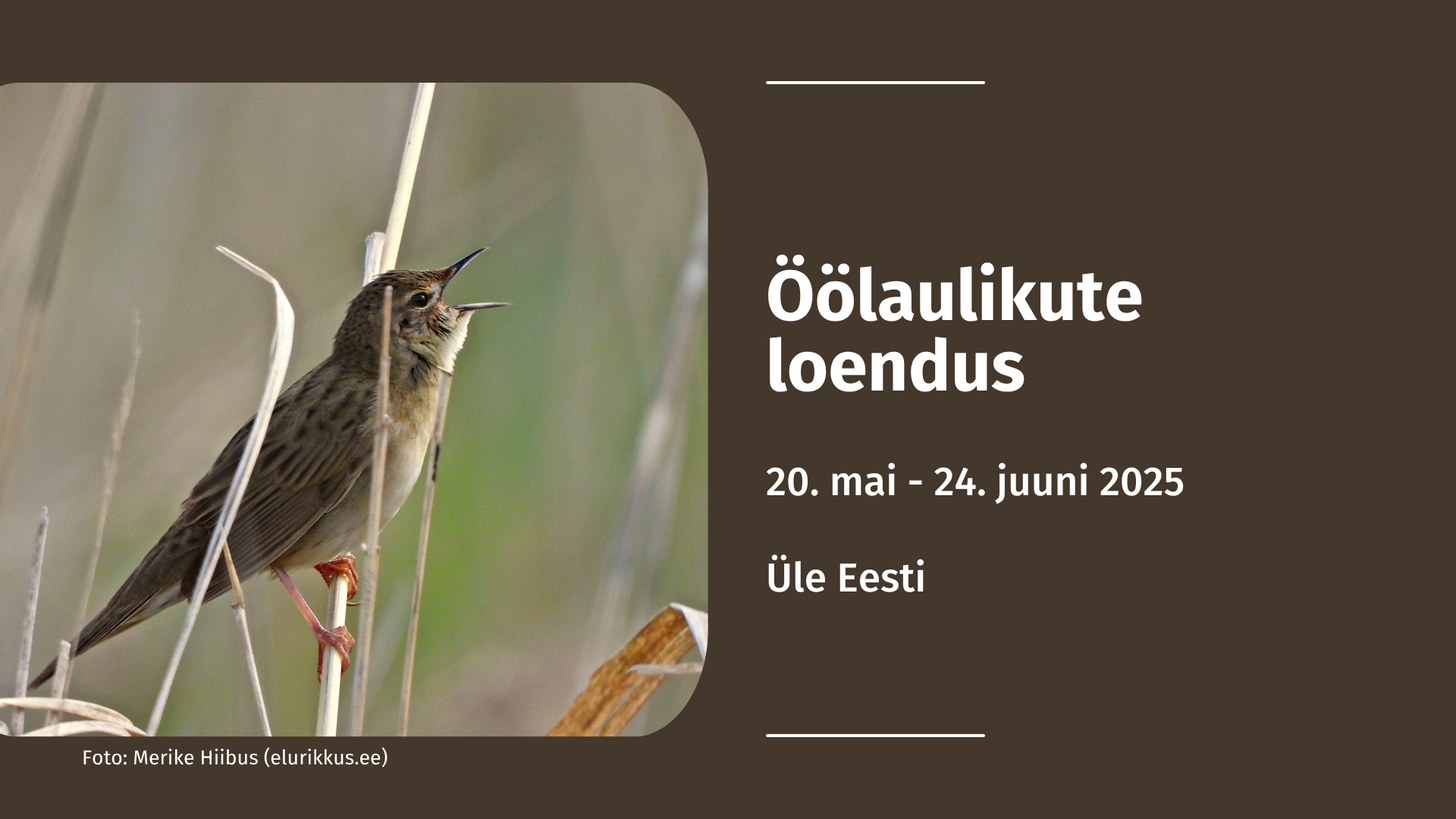 2267_Öölaulikute_loendus_2025