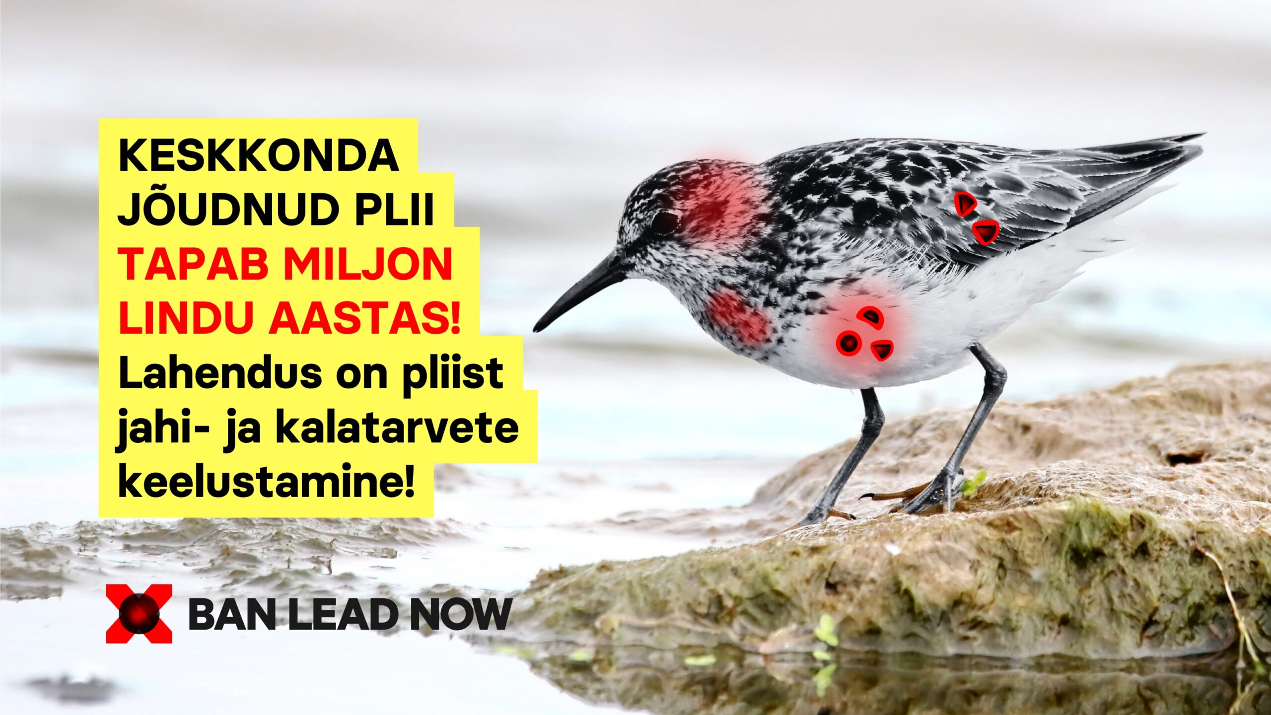 2329_FB_BanLeadNow_Lahendus