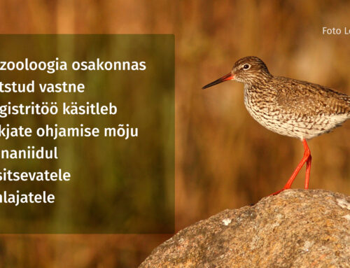 Vastne magistritöö käsitleb kiskjate ohjamise mõju rannaniidul pesitsevatele kahlajatele