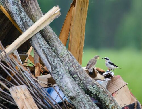 Olgem tähelepanelikud: jaanipäevaks varem valmiskuhjatud lõkkematerjalis võib peituda linnupesa!