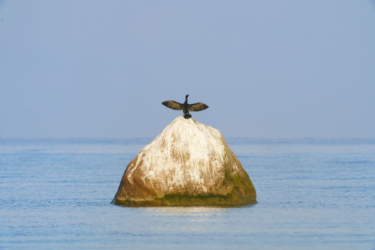 2365_Tauri_Kirsipuu_-_Kormoran_EOÜ-07442