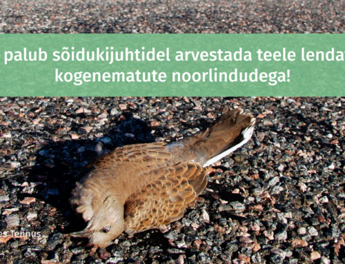 Ornitoloogiaühing palub sõidukijuhtidel arvestada teele lendavate kogenematute noorlindudega