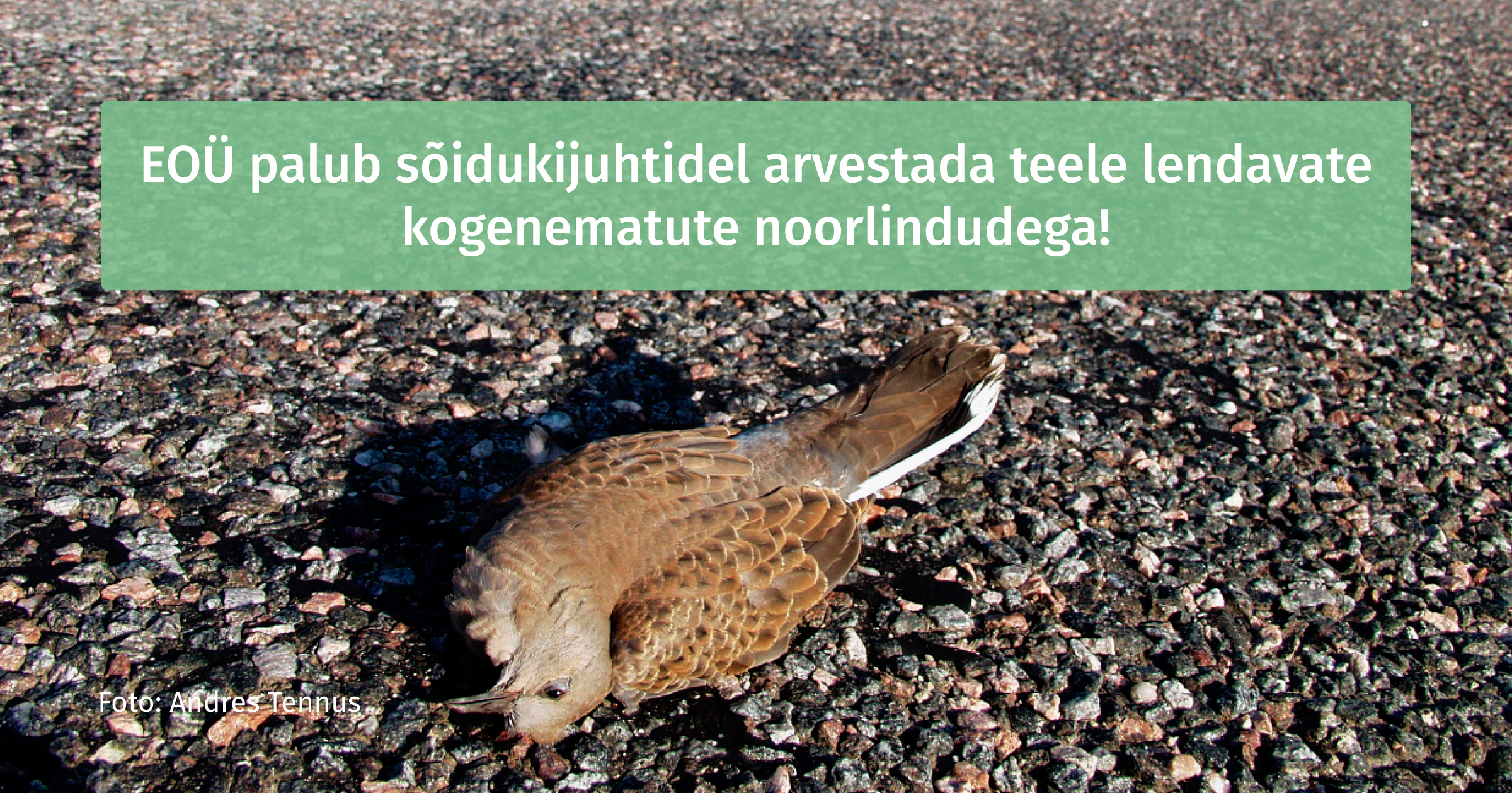 2371_FB-Noorlinnud-teel
