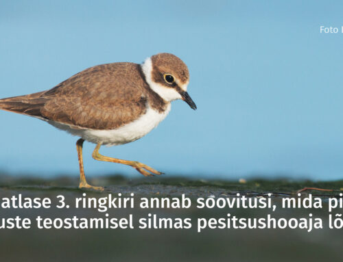 Linnuatlase 3.ringkiri annab soovitusi vaatluste teostamiseks pesitsushooaja lõpusirgel