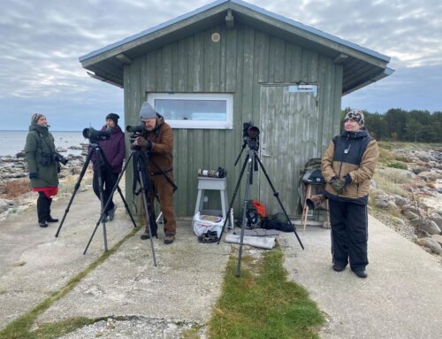 Linnuvaatluspäevadel EuroBirdwatch nägid huvilised kõige enam kuldnokki