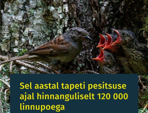 Sel aastal tapeti pesitsuse ajal hinnanguliselt 120 000 linnupoega!