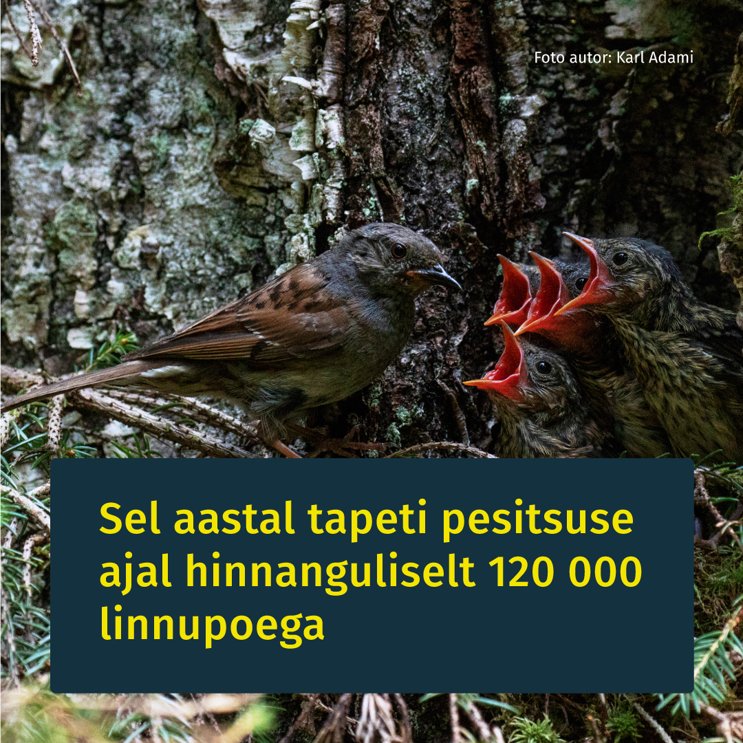 2419_ruut-Pesitsusrahu