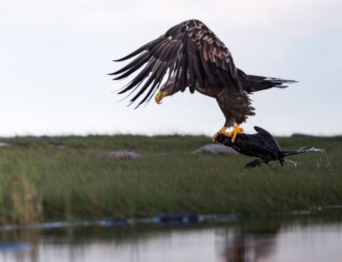 Aasta linnust kormoranist tegi parima foto Kevin Crepin