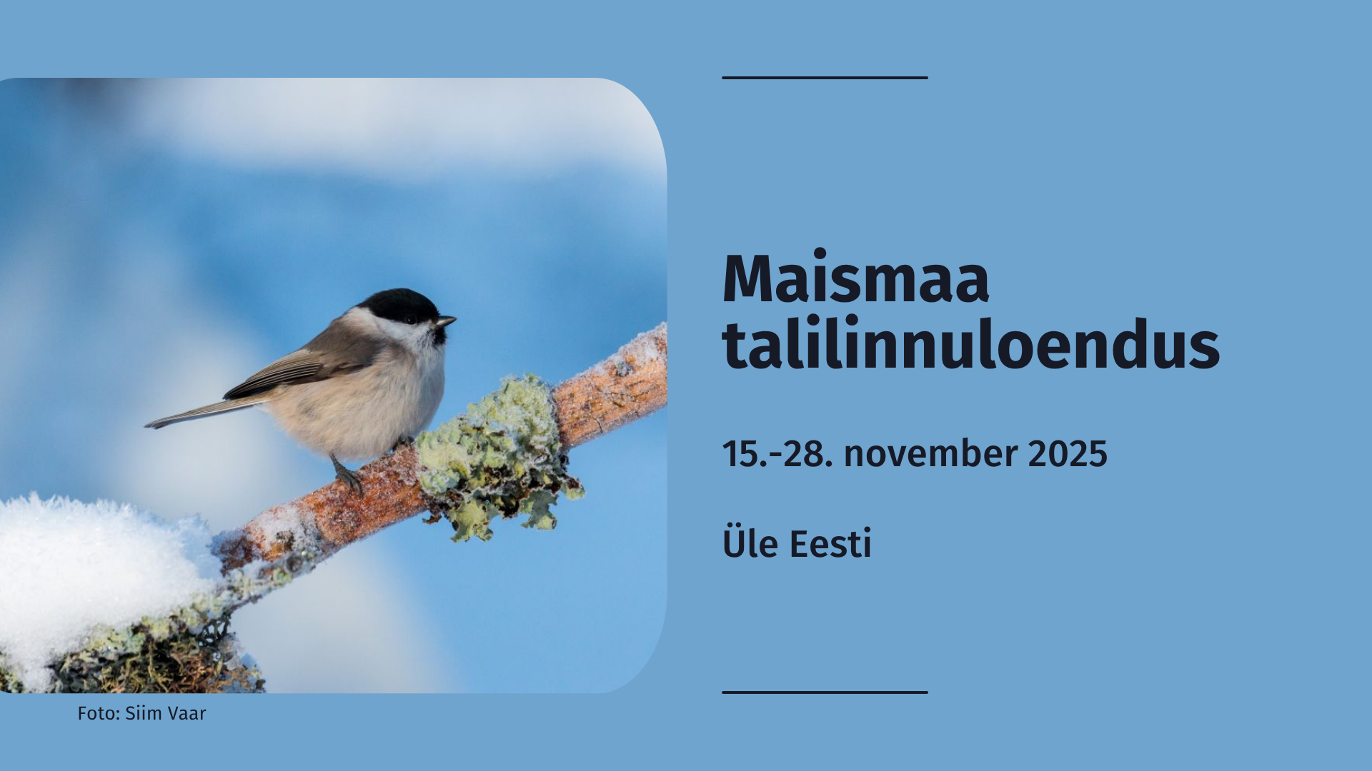 2435_Maismaa_talilinnuloendus_2025