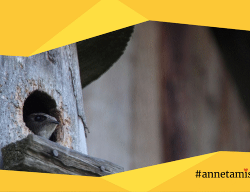 Toeta annetamistalgutel piiritaja pesakaamerat