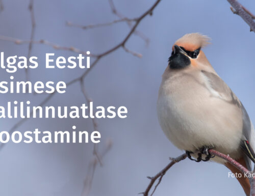 Täna algab Eesti esimese talilinnuatlase koostamine