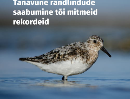 Tänavune rändlindude saabumine tõi mitmeid rekordeid