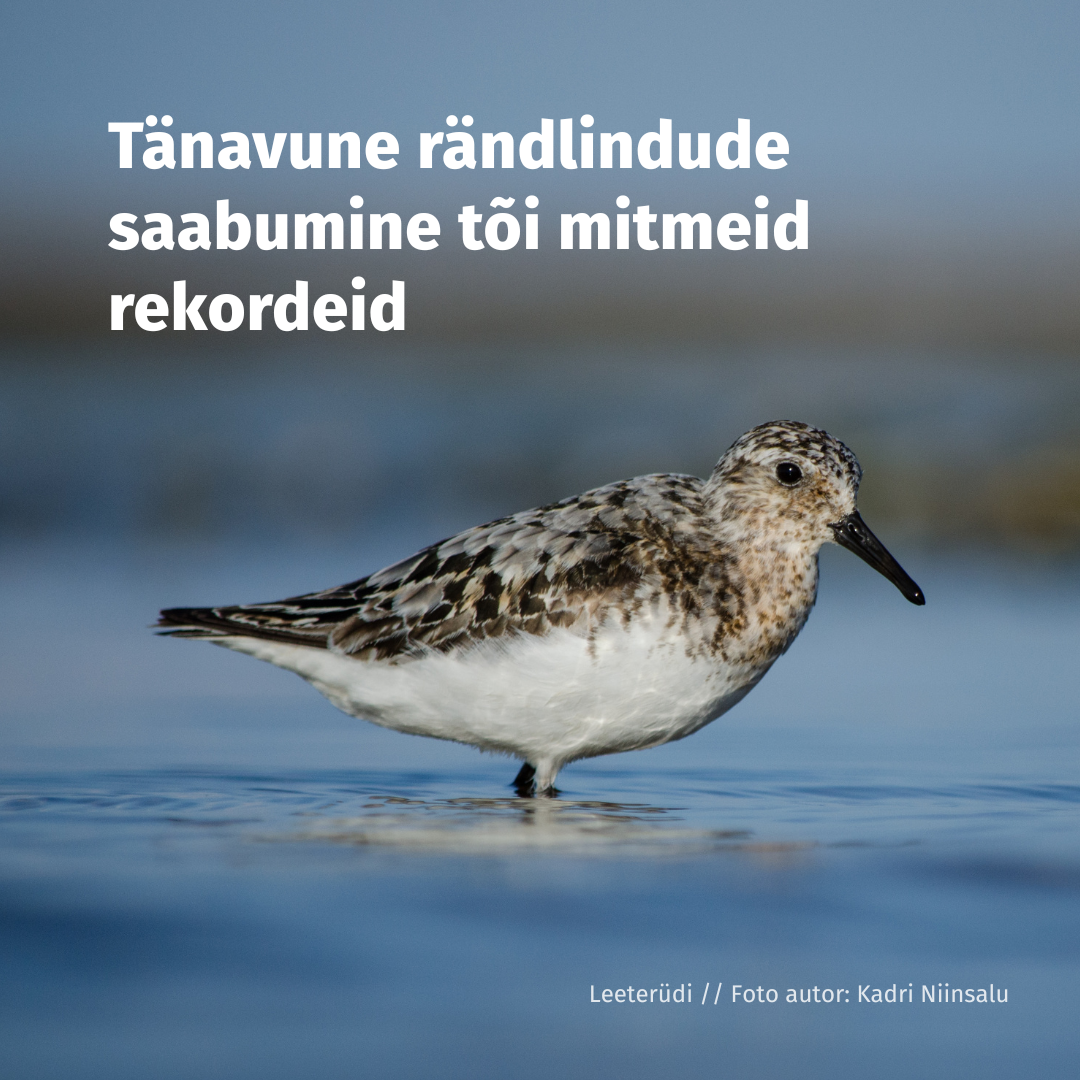 2453_RUUT_kevadränne_2025