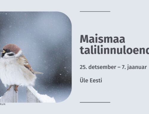 Algab maismaa talilinnuloenduse teine periood