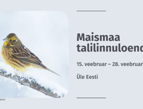 Peagi algab maismaa talilinnuloenduse käesoleva hooaja viimane periood