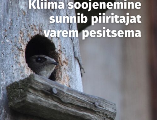 Kliima soojenemine sunnib piiritajat varem pesitsema