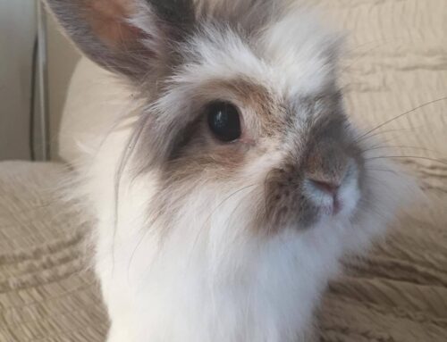 Loomakaitseorganisatsioonid pöördusid Haridus- ja Teadusministri poole