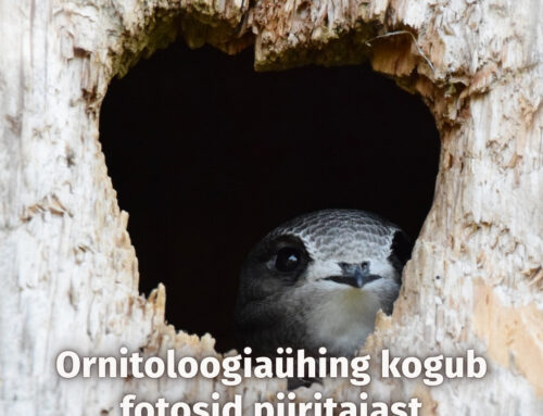 Ornitoloogiaühing kogub fotosid aasta linnust piiritajast