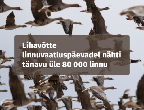 Lihavõtte linnuvaatluspäevadel nähti tänavu üle 80 000 linnu
