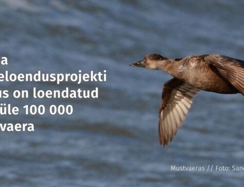 Ristna rändeloendusprojekti käigus on loendatud juba üle 100 000 mustvaera