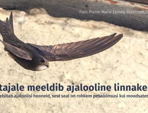 Piiritajale meeldib ajalooline linnakeskus