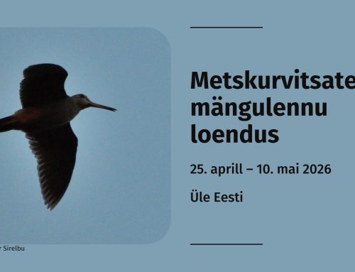 Laupäeval algab tänavune metskurvitsate mängulennu loendus