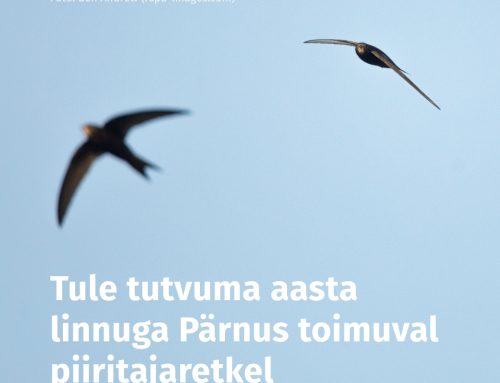Tule tutvuma aasta linnuga Pärnus toimuval piiritajaretkel