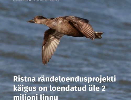 Ristna rändeloendusprojekti käigus on loendatud üle 2 miljoni linnu