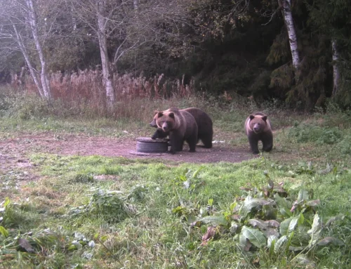 Karude arvukus kasvab: mida teha, kui kohtumine muutub ohtlikuks?