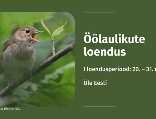 Terita hämarikus kõrva: algab öölaulikute tänavune esimene loendusperiood