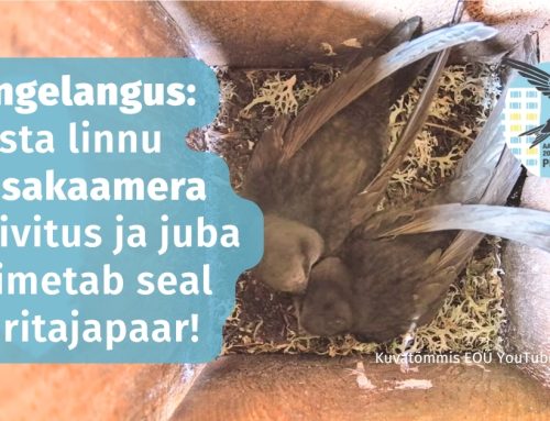 Pingelangus: aasta linnu pesakaamera käivitus ja juba toimetab seal piiritajapaar!
