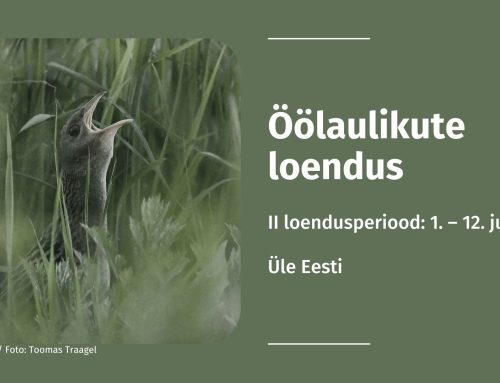 Romantika rukkirääguradadel: algas öölaulikute teine loendusperiood